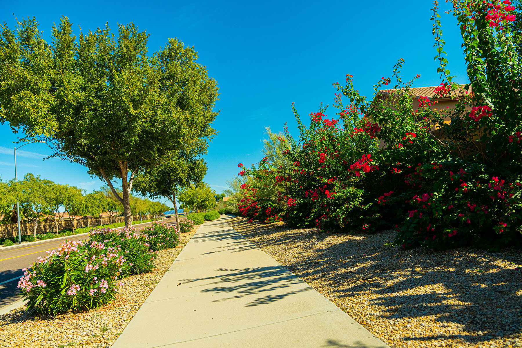 flowering bushes along walking path, arizona landscaping companies | Yellowstone Landscape