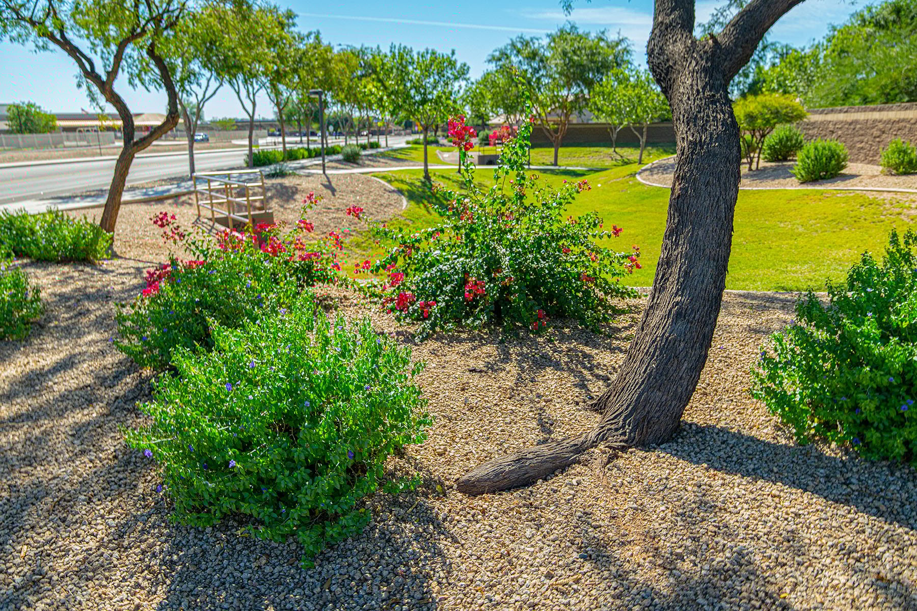 bushes planted in rocks, landscaping services phoenix